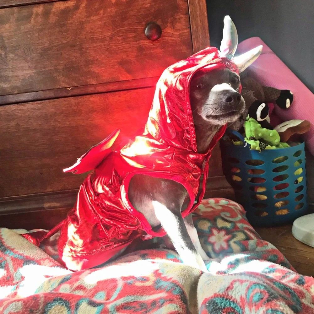 PET RED WINGED DEVIL HALLOWEEN COSTUME *SMALL DOG, PUPPY, CAT *XS *NEW